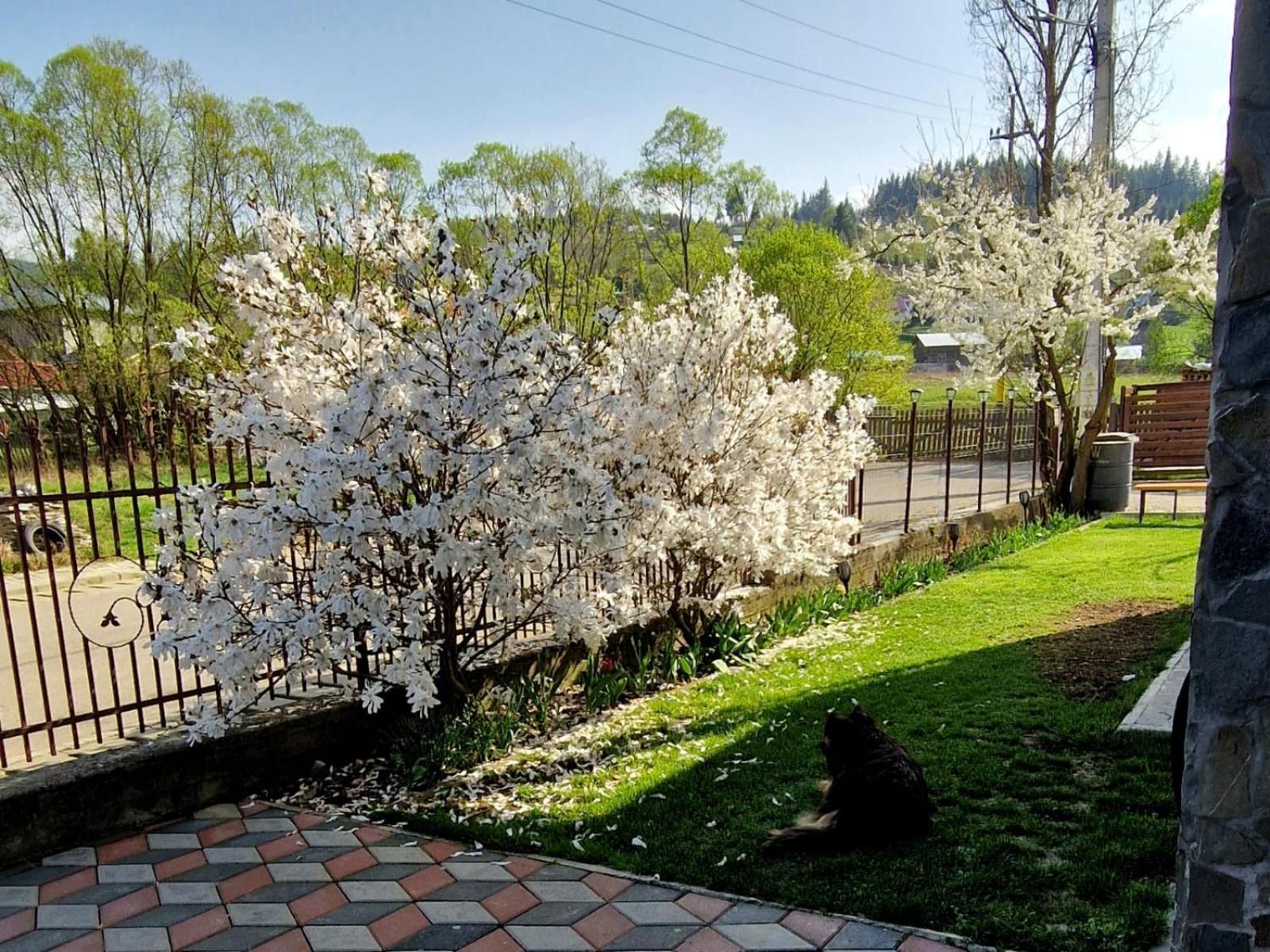 Pensiunea Antonia Vatra Dornei Bagian luar foto